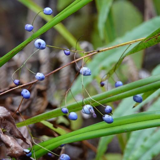 Dianella nigra — search result for 'Dianella'