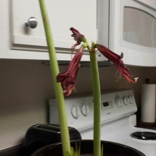 Zephyranthes bifida other