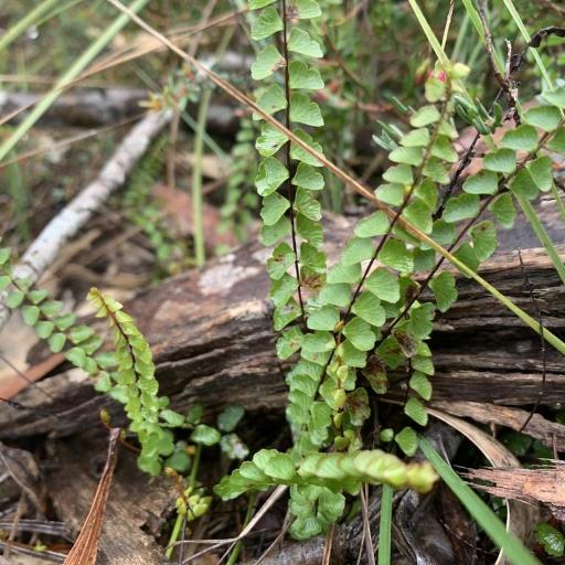 Lindsaea linearis other