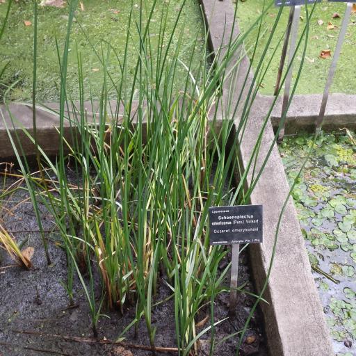 Schoenoplectus americanus other