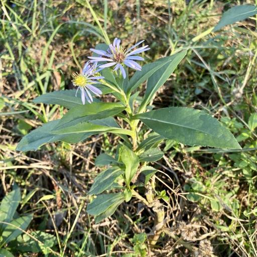 Symphyotrichum elliottii other