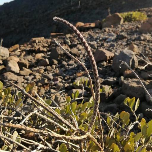 Peniocereus striatus other