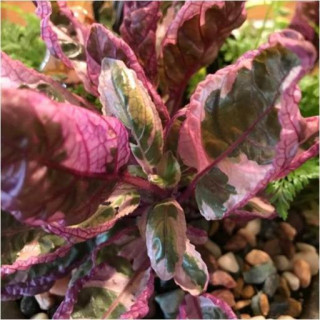 Strobilanthes alternata