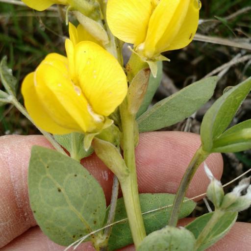 Thermopsis rhombifolia other