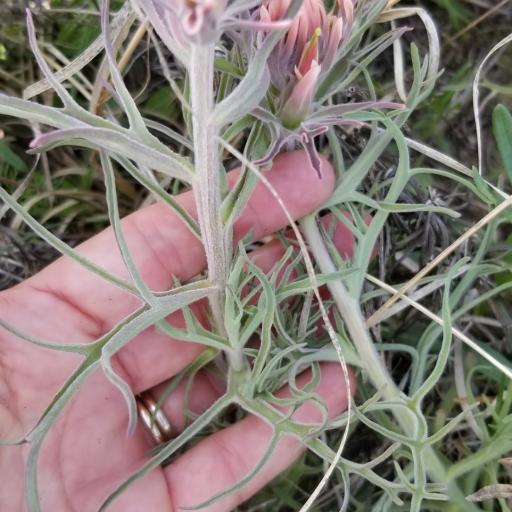 Castilleja purpurea other