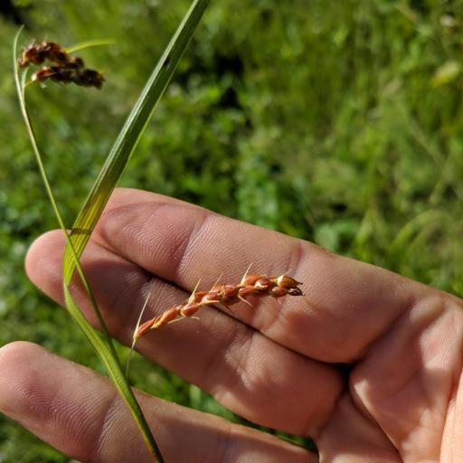 Carex davisii — houseplant care guide