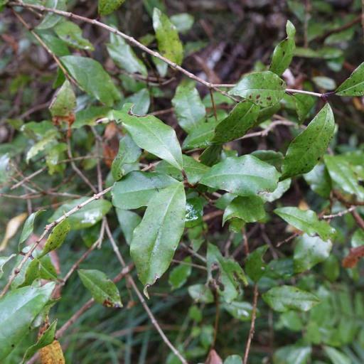 Syzygium maire other