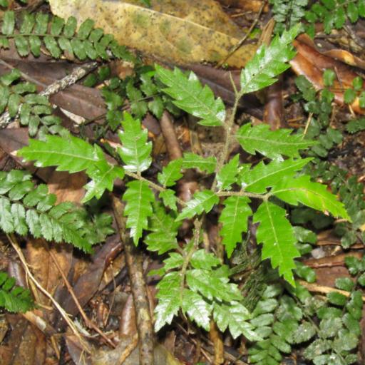 Alectryon excelsus other