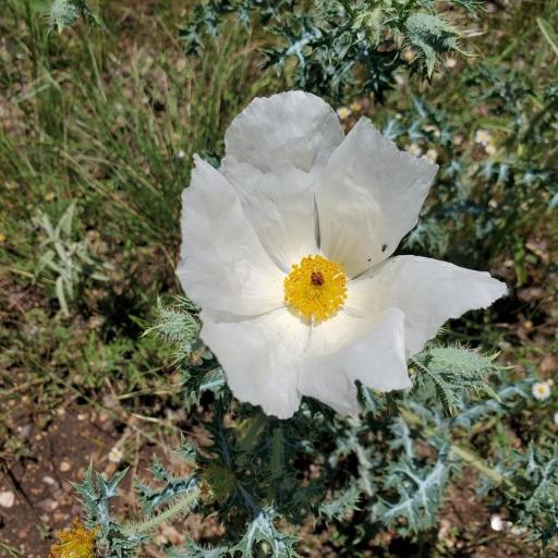 Argemone aurantiaca — related species from the same genus