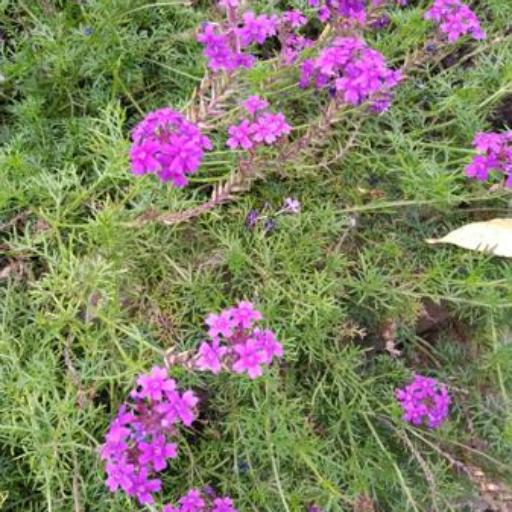 Verbena tenera other
