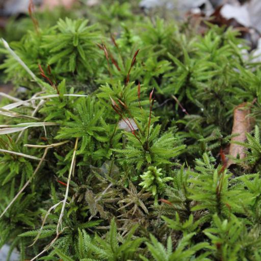 Climacium americanum — related species from the same genus