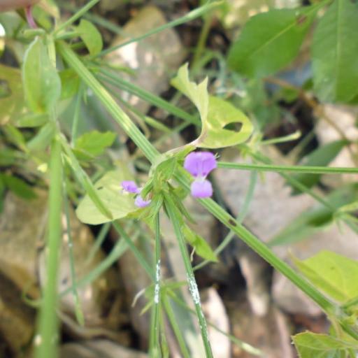 Dicliptera peduncularis other