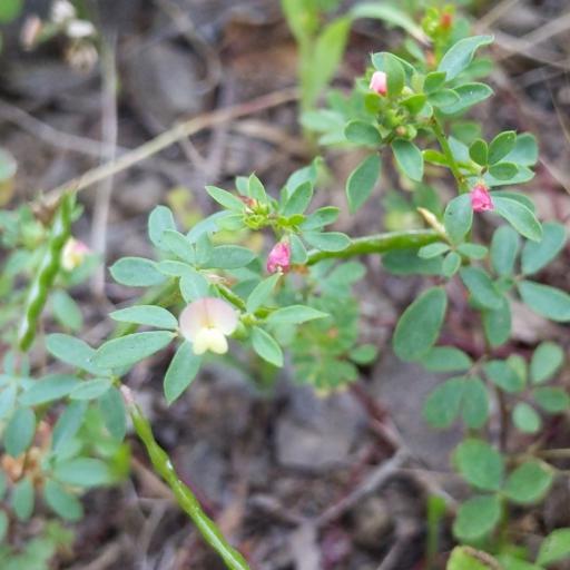 Acmispon parviflorus other