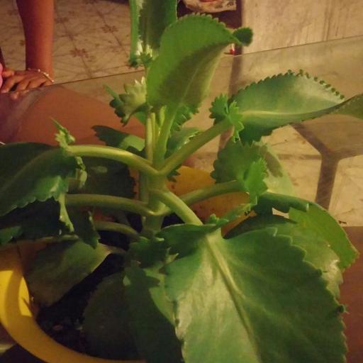 Kalanchoe laetivirens — pest resistant houseplant