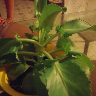 Kalanchoe laetivirens