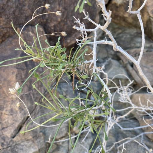 Pleurocoronis pluriseta other