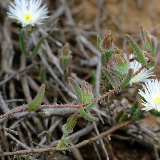 Drosanthemum calycinum other