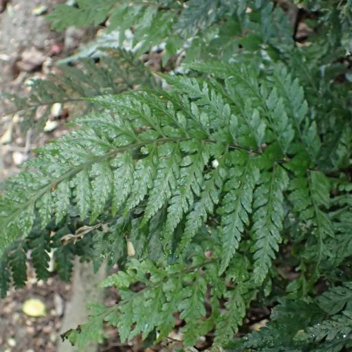 Parapolystichum acuminatum — related species from the same genus