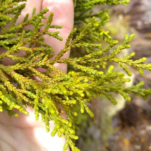 Lepidothamnus intermedius other