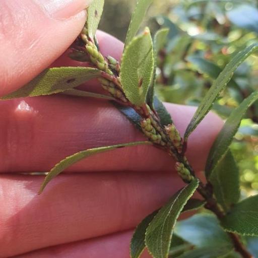 Gaultheria rupestris — search result for 'Gaultheria'