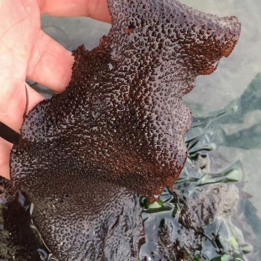 Chondracanthus exasperatus — houseplant care guide