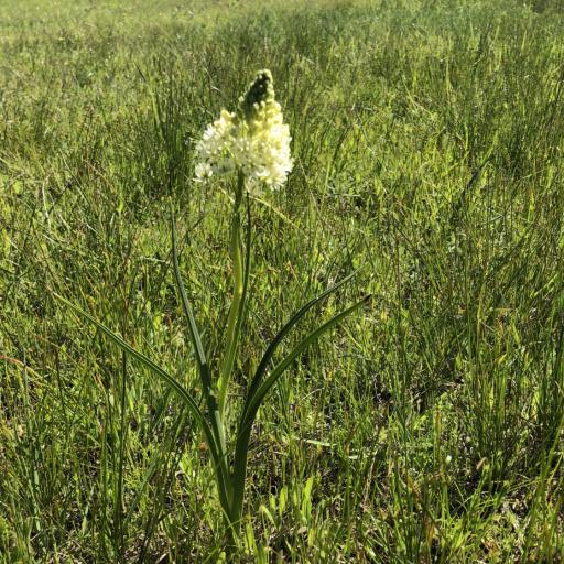 Toxicoscordion venenosum — search result for 'Melanthiaceae'