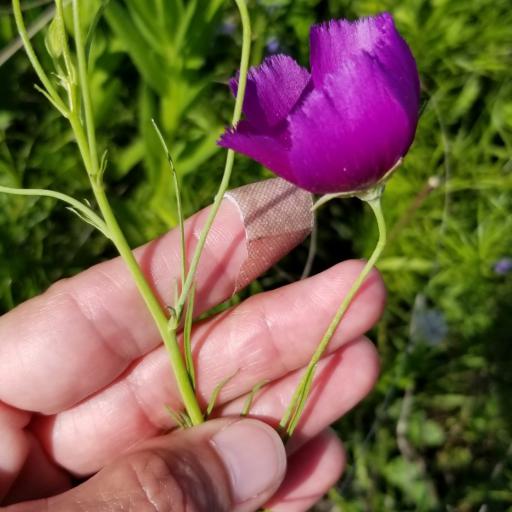 Callirhoe pedata other