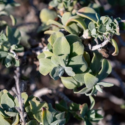 Salvia aurea — houseplant care guide