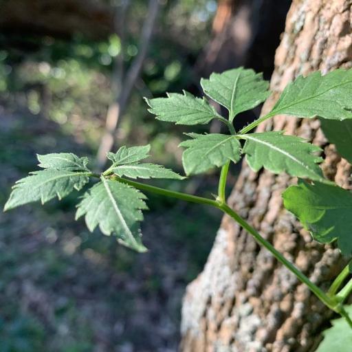 Causonis clematidea other