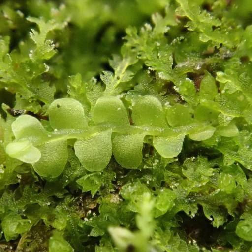 Chiloscyphus polyanthos other