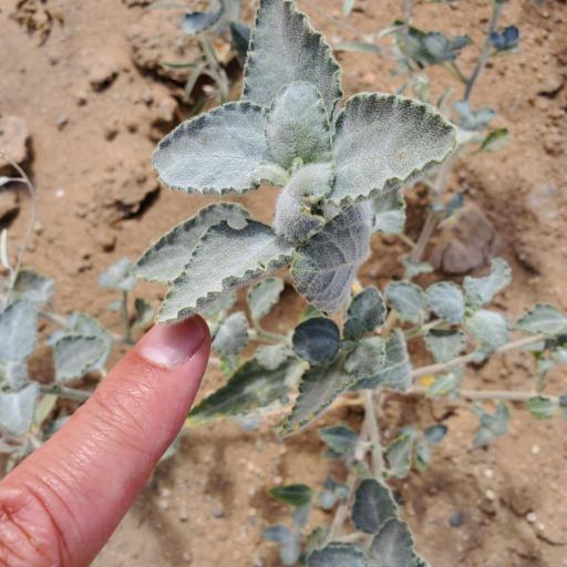 Dicoria canescens — houseplant care guide