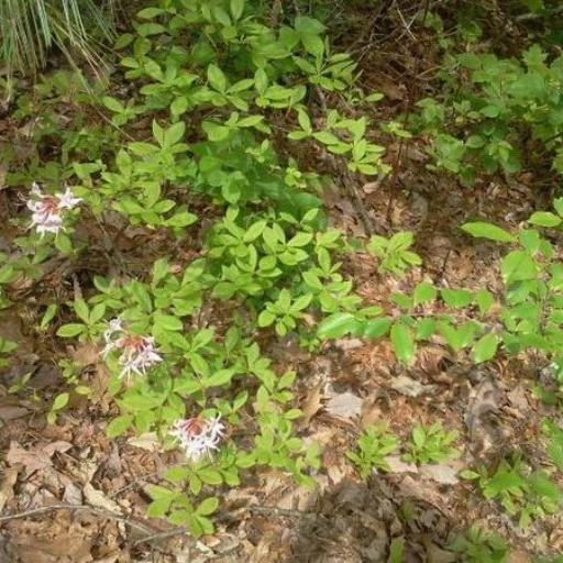 Rhododendron roseum — search result for 'Rhododendron'