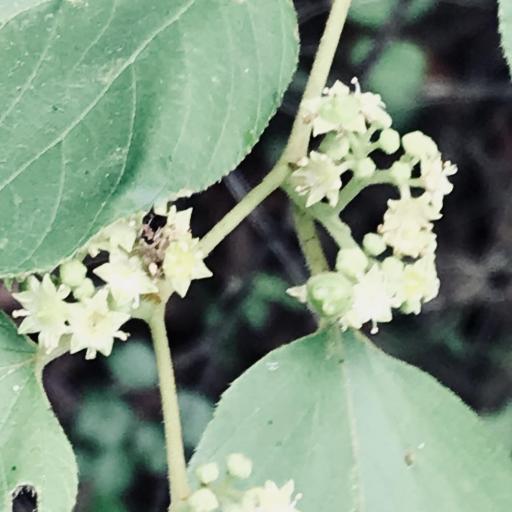 Colubrina greggii — search result for 'Rhamnaceae'