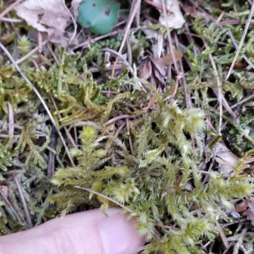 Hylocomiadelphus triquetrus other