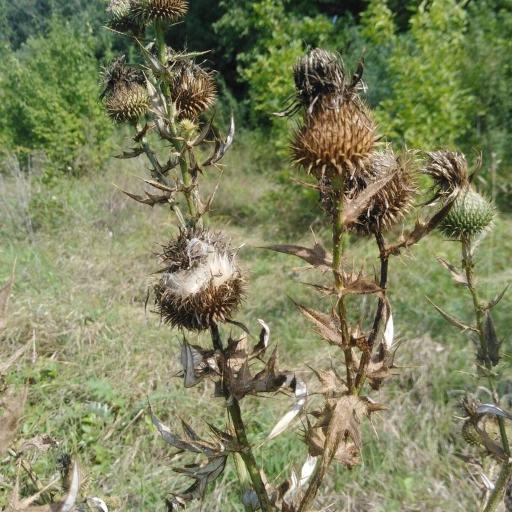Cirsium serrulatum other