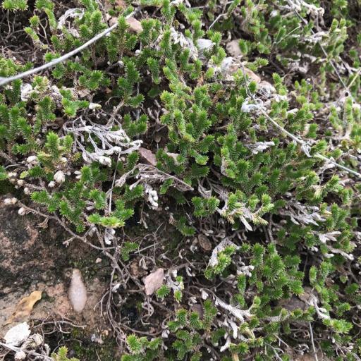 Selaginella arizonica other