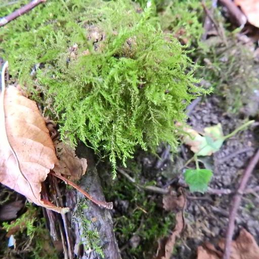 Oxyrrhynchium hians other