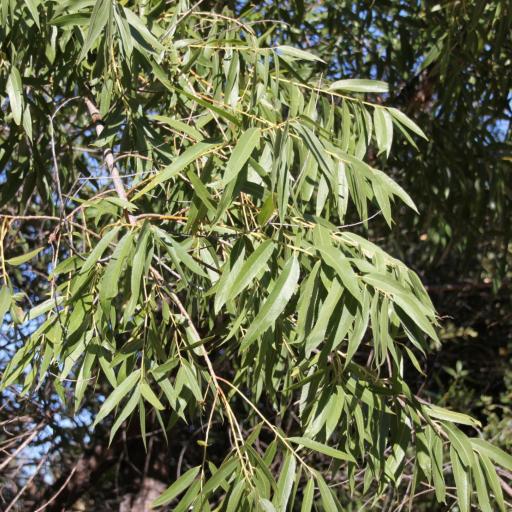 Salix gooddingii other