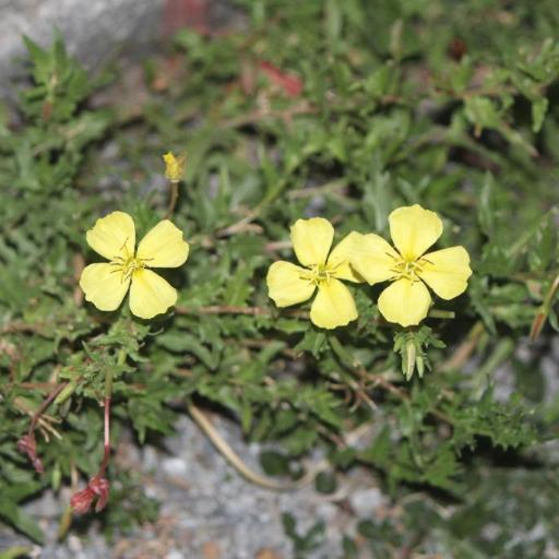 Oenothera pubescens other