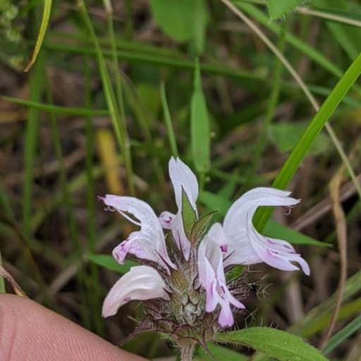 Monarda clinopodioides other
