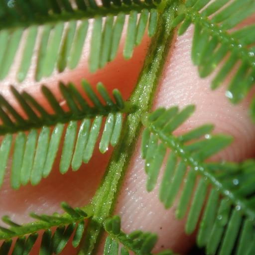 Acacia irrorata other