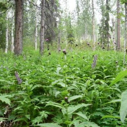 Cirsium helenioides other
