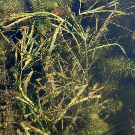Potamogeton zosteriformis other