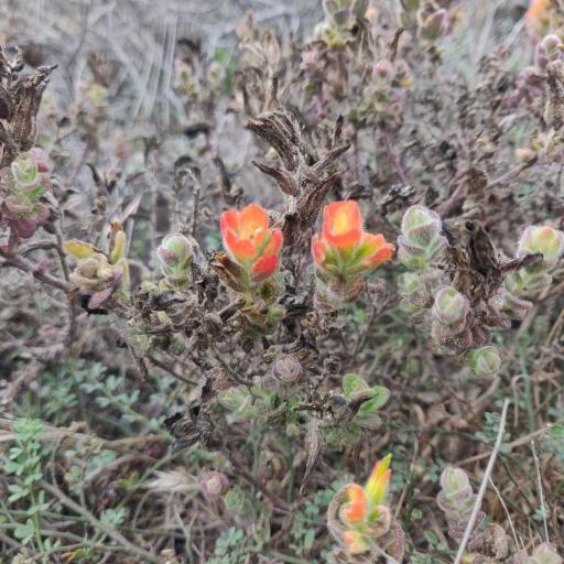 Castilleja latifolia other