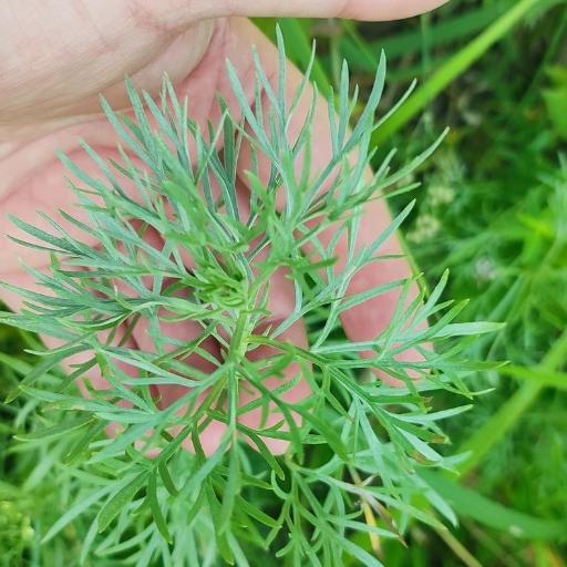 Artemisia sericea other