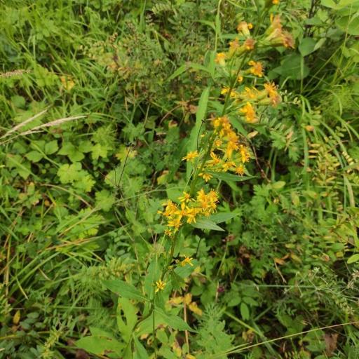 Solidago dahurica other