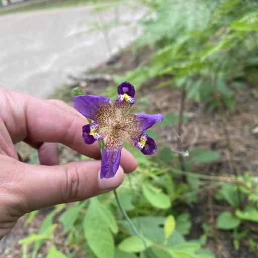 Alophia drummondii other