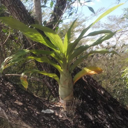 Catasetum integerrimum — search result for 'Catasetum'