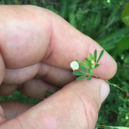 Acmispon parviflorus other