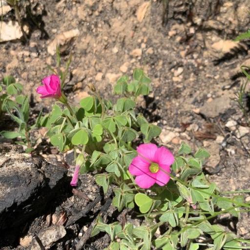 Oxalis lanata — houseplant care guide